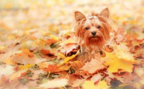 Yorkshire Terrier 020 Psy, Zwierzeta, Jesien, Liscie