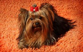 Yorkshire Terrier 035 Psy, Zwierzeta