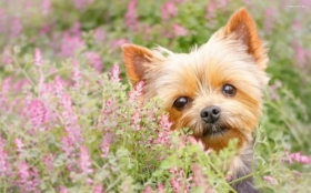 Yorkshire Terrier 039 Psy, Zwierzeta, Kwiaty