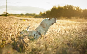 Zwierzeta 1920x1200 205 Pies, Labrador retriever