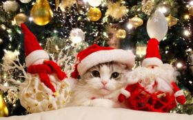 Swieta, Boze Narodzenie, Christmas 2880x1800 042 Kot, Mikolaj, Balwanek, Ozdoby
