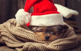 Swieta, Boze Narodzenie,Christmas 1955 Yorkshire terrier, Czapka Mikolaja