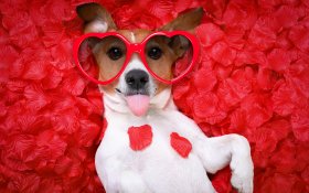 Walentynki, Milosc 1373 Jack Russell Terrier, Okulary w ksztalcie serca, Platki Roz
