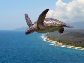 Humor 363 latający żółw