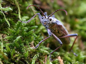 Insekty 07