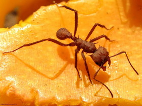 Insekty 14