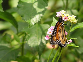 Insekty 22