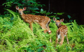 Zwierzęta 1280x800 Jelenie