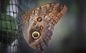 Motyl 027