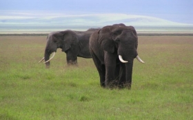 Zwierzęta 1280x800 Słonie