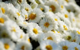 Chryzantemy 001 Kwiaty, Wiosna