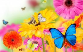 Gerbery 001 Kwiaty, Motyle, Wiosna