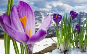 Krokusy 004 Snieg, Gory, Wiosna, Kwiaty