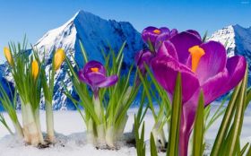 Krokusy 005 Gory, Snieg, Kwiaty, Wiosna