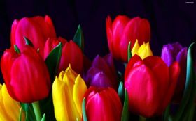 Kwiaty 2880x1800 016 Tulipany