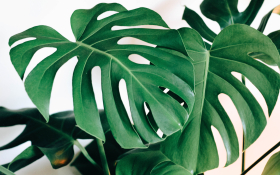 Monstera Dziurawa (Monstera Deliciosa) 001