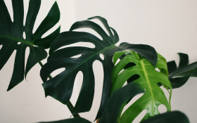 Monstera Dziurawa (Monstera Deliciosa) 002