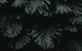 Monstera Dziurawa (Monstera Deliciosa) 008