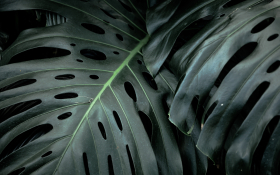 Monstera Dziurawa (Monstera Deliciosa) 009