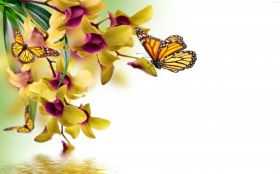 Orchidea 001 Zolta, Kwiaty, Odbicie, Motyle