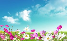 Rumianek 004 Rozowe i Biale Kwiaty, Wiosna, Niebo, Chmury