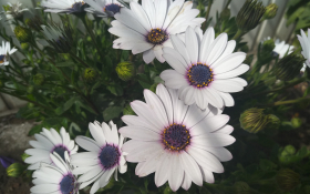 Stokrotka afrykanska (Osteospermum) 001 Biale platki