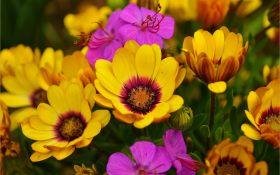 Stokrotka afrykanska (Osteospermum) 002 Zolte i Rozowe Platki