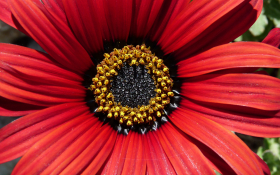 Stokrotka afrykanska (Osteospermum) 003 Czerwone Platki