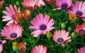 Stokrotka afrykanska (Osteospermum) 006 Rozowe Platki