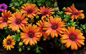 Stokrotka afrykanska (Osteospermum) 010 Pomaranczowe Platki