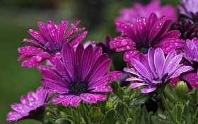 Stokrotka afrykanska (Osteospermum) 012 Fioletowe Platki