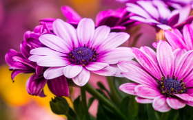 Stokrotka afrykanska (Osteospermum) 013 Rozowe Platki