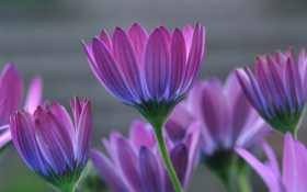 Stokrotka afrykanska (Osteospermum) 014 Fioletowe Platki