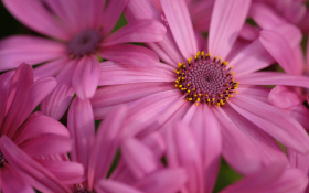 Stokrotka afrykanska (Osteospermum) 015 Rozowe Platki