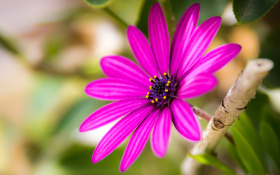 Stokrotka afrykanska (Osteospermum) 016 Rozowe Platki