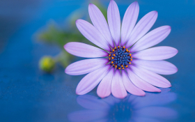 Stokrotka afrykanska (Osteospermum) 017 Bialo Rozowe Platki