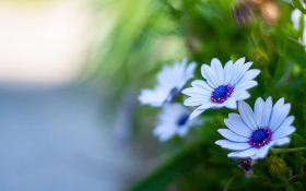 Stokrotka afrykanska (Osteospermum) 018 Biale Platki