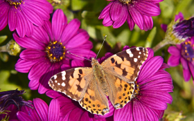 Stokrotka afrykanska (Osteospermum) 020 Rozowe Platki, Motyl