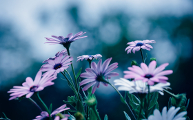 Stokrotka afrykanska (Osteospermum) 022 Jasno Rozowe Platki