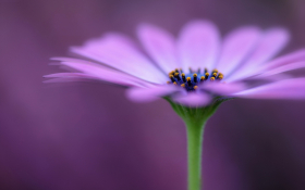 Stokrotka afrykanska (Osteospermum) 023 Fioletowe Platki