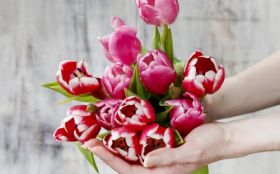 Tulipany 001 Kwiaty, Dlonie, Wiosna