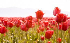 Tulipany 004 Wiosna, Czerwone Kwiaty