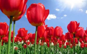 Tulipany 007 Kwiaty, Wiosna, Niebo, Chmury, Slonce
