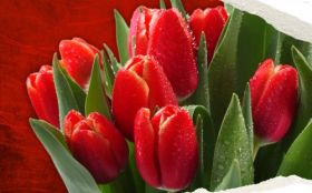 Tulipany 018 Kwiaty Czerwone, Krople Deszczu