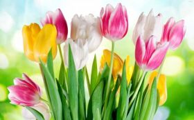 Tulipany 019 Kolorowe Kwiaty, Wiosna