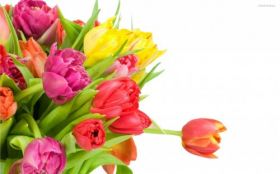Tulipany 021 Kolorowe Kwiaty