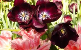Tulipany 024 Trawa, Kwiaty, Wiosna