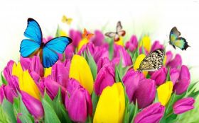 Tulipany 026 Motyle, Kwiaty Rozowe i Zolte, Wiosna