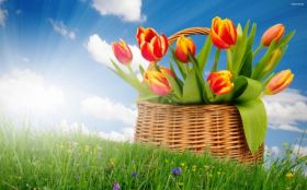 Tulipany 027 Wiosna, Koszyk, Kwiaty, Trawa, Niebo