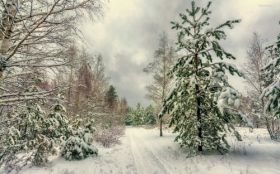 Zima, Winter 225 Drzewa, Sosny, Snieg